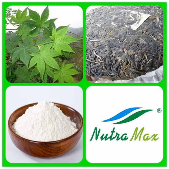 Estratto di tè dolce di fabbrica 70% ~ 85% di estratto di erbe rubusoside