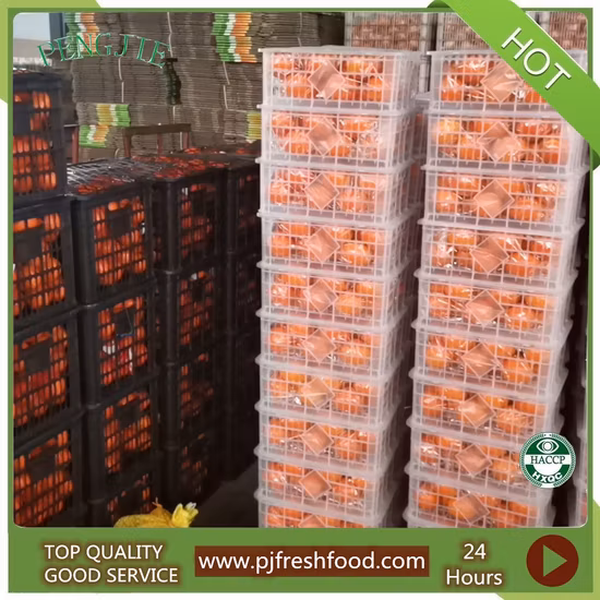 Nuovo raccolto di marchi cinesi di arance, mandarini e frutta fresca